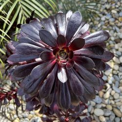 Rose Aeonium Arboreum Zwartkop Succulent 