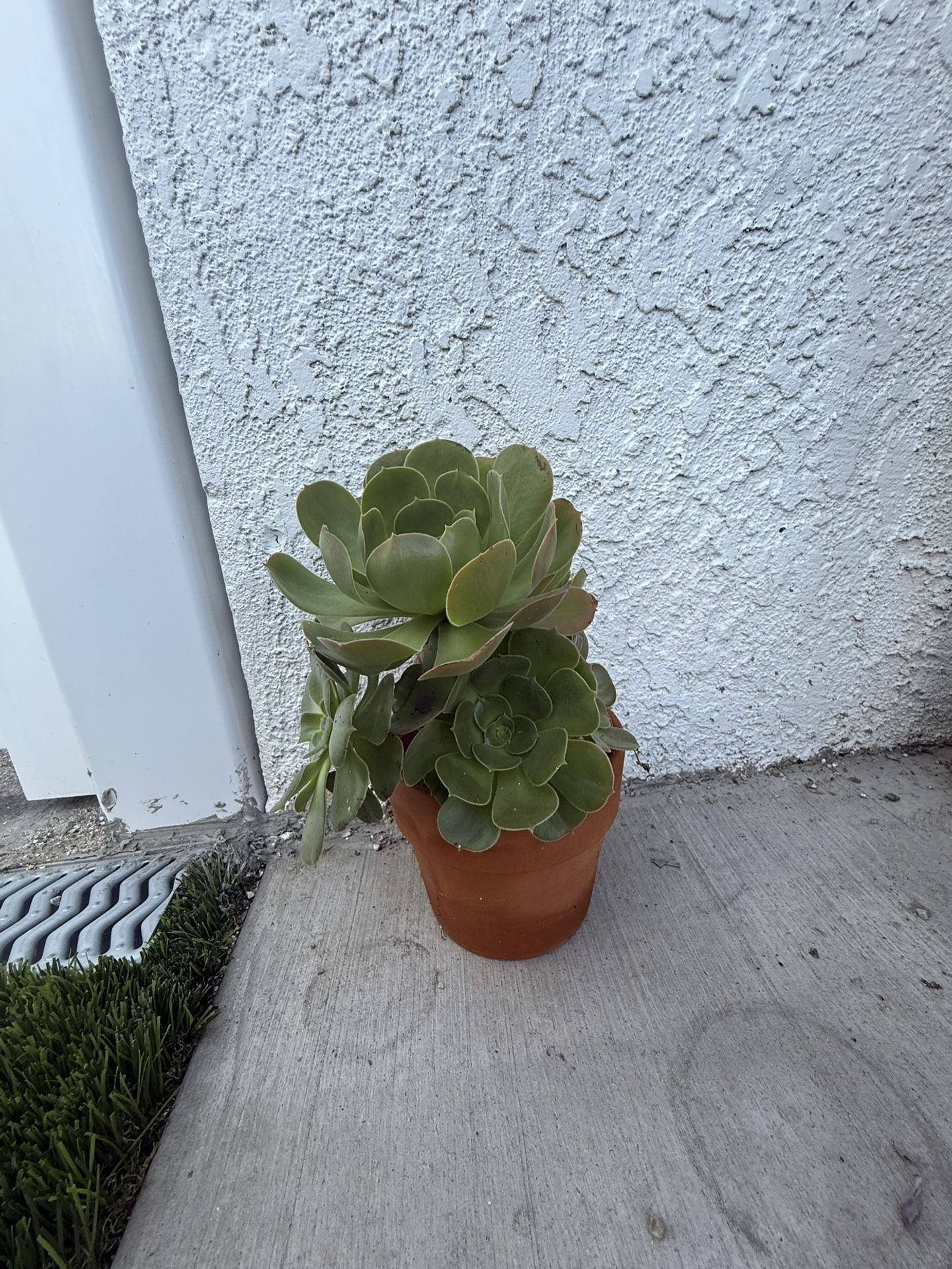 Aeonium Arboreum Succulent