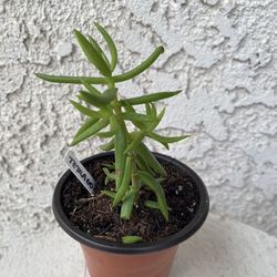 3 Inch Pot Succulent Plant - Crassula Tetragona - Karkai - Rooted & Established Plant - Drought Resistant - 🪴