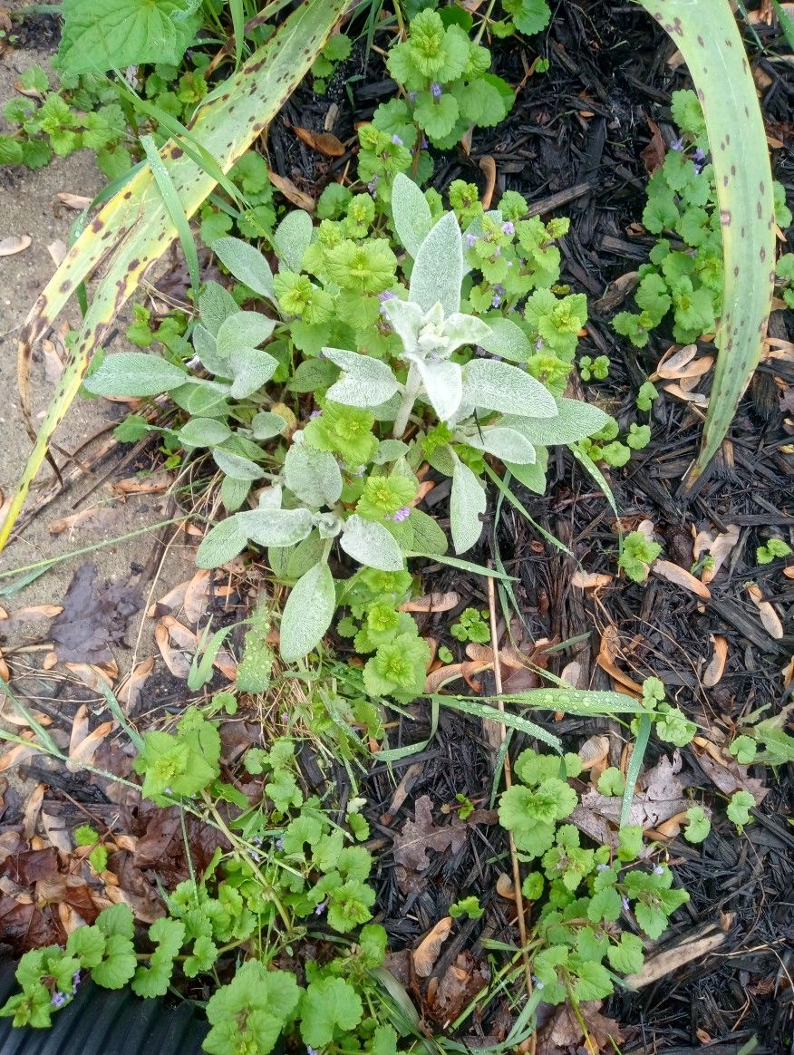 Lambs Ear Plant