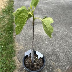 Brown Turkey Fig Plant 