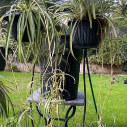 Spider Plants In Pot Decorative Indoor Or Outdoors 