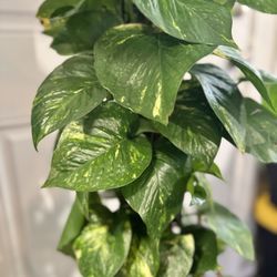 Huge Golden Pothos (Epipremnum aureum) In Ceramic Pot With Moss Pole