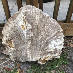 Big Fossilized Coral With Mineral Pockets 