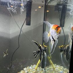 3x Angelfish FREE