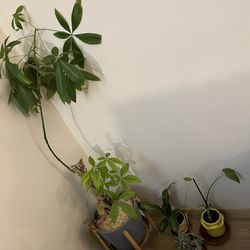 Free Plants