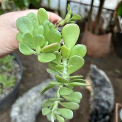 Jade Succulent