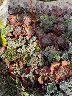 Succulent plants