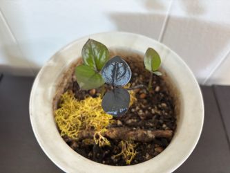 Small Raven ZZ Plant in 4 inch Floral Ceramic Pot