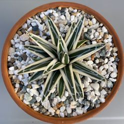 “White rhino” Victoriae Reginae