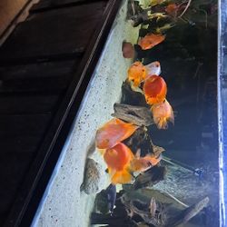 340+ Gallon Fish Tank Fish