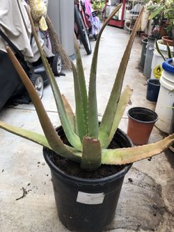 Large Aloe vera Plant