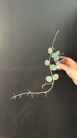 Hoya grey fairy