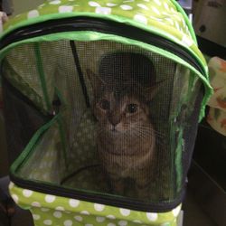 Companion Stroller(For Small Dogs, Puppies, Or Cats 