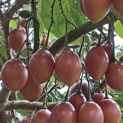 tomato tree plant/// arbol de tomate 