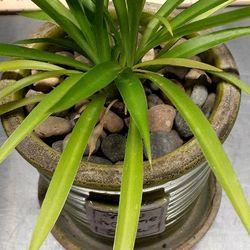 Ceramic Pot With Spider Plant, You Help Me Grow
