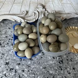 Button Quail Eggs 