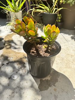 Jade Plant Succulent in Nursery Pot