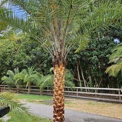 Silvester  Palms  All Sizes Available 