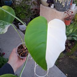Variegated Monstera Albo Plant $75