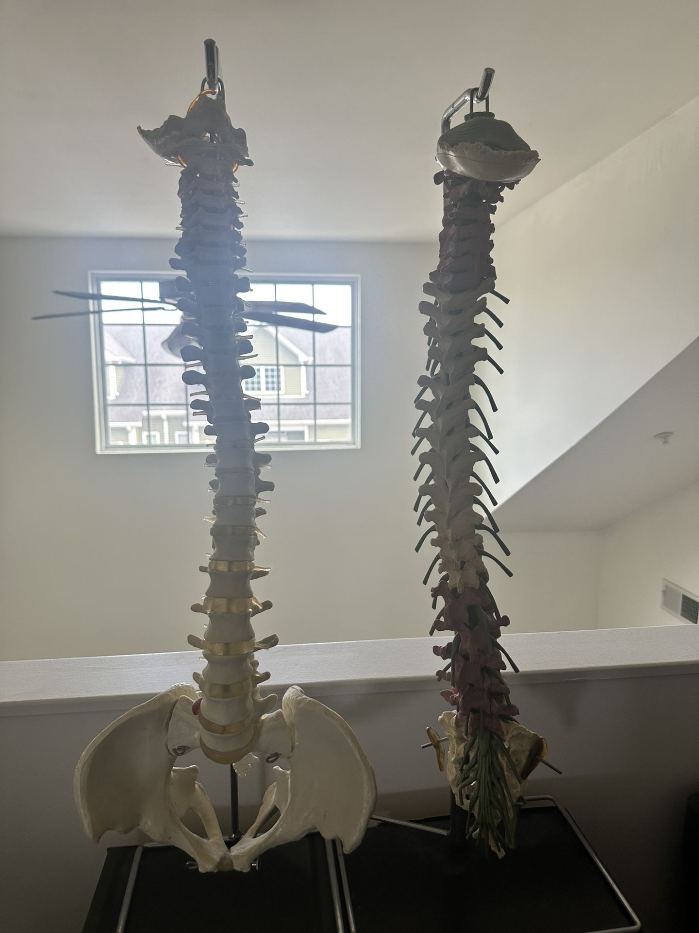 Anatomy Spines