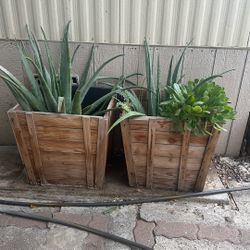 aloe vera is really one 