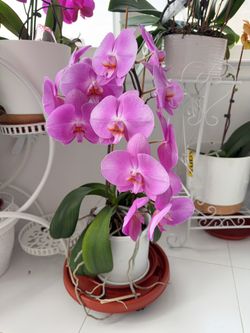 Purple Orchid