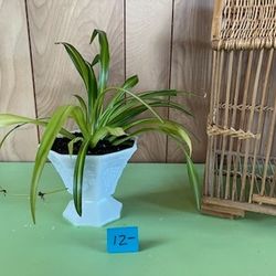 Spider Plant In Milk Glass Flower Pot Planter