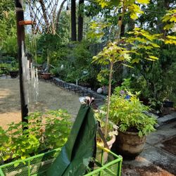 Water Bag For Trees 