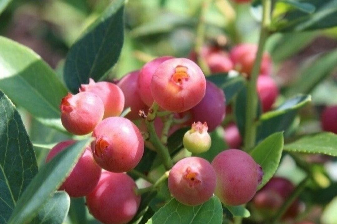 Pink Blueberry Tree