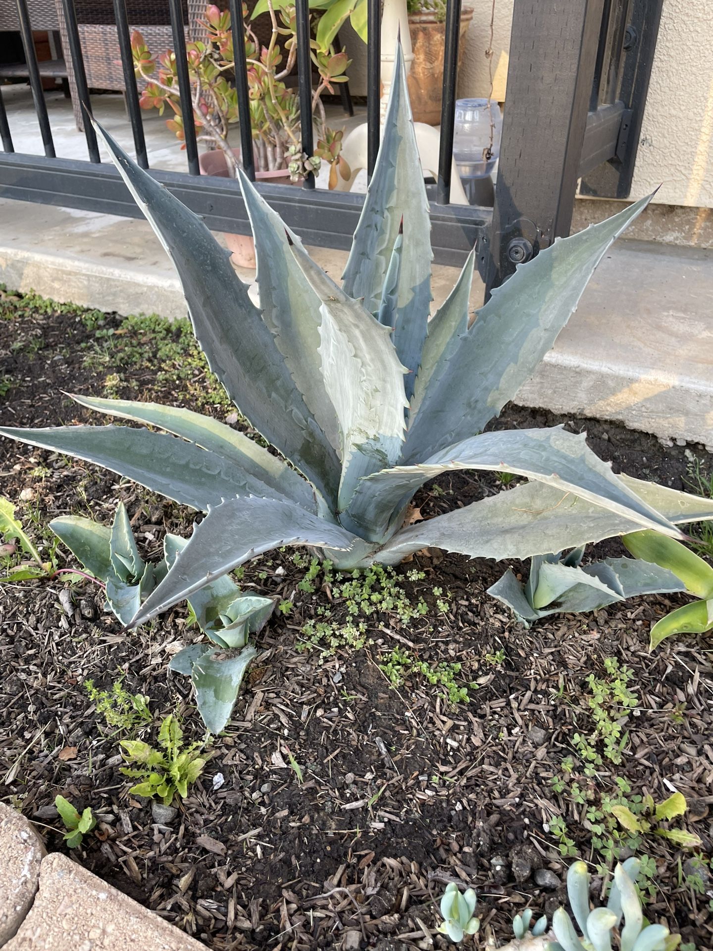 Beautiful Agave Pups