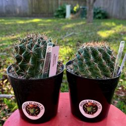 Ferocactus (Katy 77449)