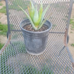 Small Aloe Plant