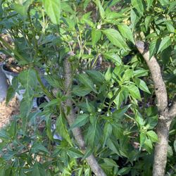 Chile Chilpetin O Piquin 