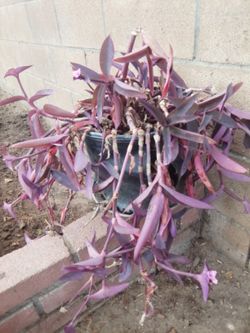PURPLE HEART  PLANT 