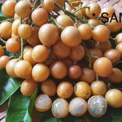 Healthy Wampi Fruit Tree Plant 