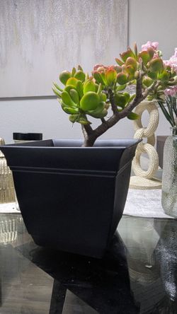 Beautiful healthy jade gift plant in 8 inch planter pot