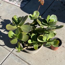 Jade Plant