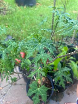 Chaya plant