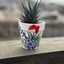 Hand Painted Succulent Pot With Live Haworthia 
