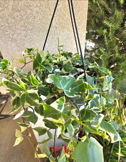 πΏπΌ Variegated Wax Ivy Plant πΌπΏ
