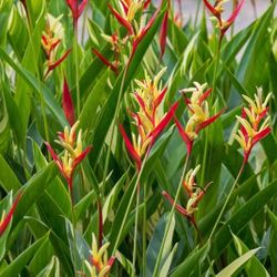 Heliconia Lobster Claw 3Gal Plant Beautiful