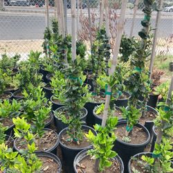 Plants