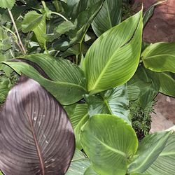 So Much Array Of Plants