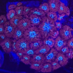 Plastic Decorations For Fish Tank