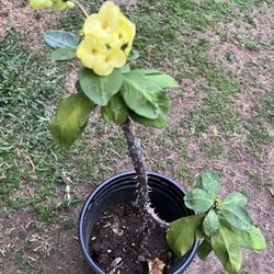 Crown of Thorns plant