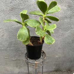 Lucky Plant Jade Plant