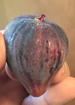 Unique multi grafted fig tree