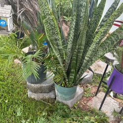 Donkey Tail, Snake Plant, Lavender, Ikea Potted Plants