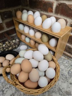 Eggs
